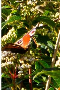 <i>Aglais io</i>