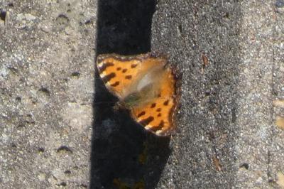 <i>Nymphalis polychloros</i>