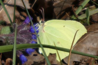 <i>Gonepteryx rhamni</i>