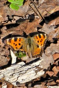 <i>Nymphalis polychloros</i>