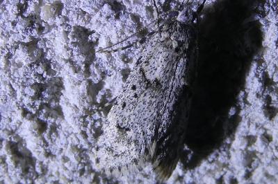 <i>Diurnea fagella</i>