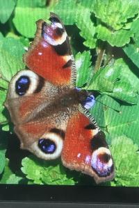<i>Aglais io</i>