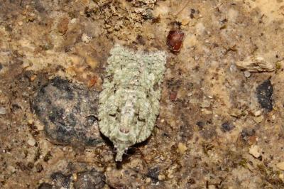 <i>Acleris literana</i>