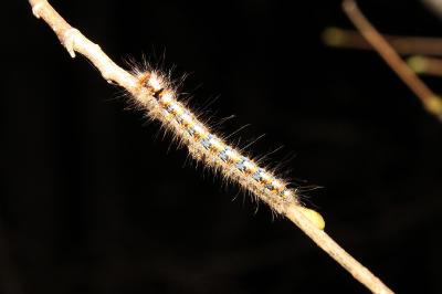 <i>Lasiocampa quercus</i>