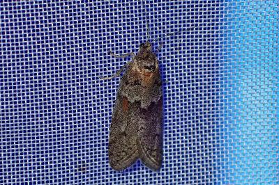 <i>Tortricodes alternella</i>