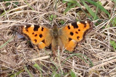 <i>Nymphalis polychloros</i>