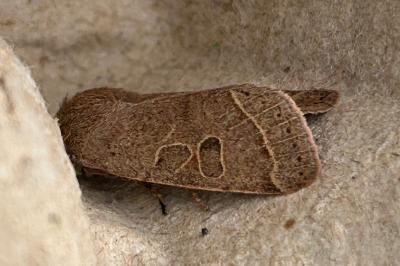 <i>Orthosia cerasi</i>
