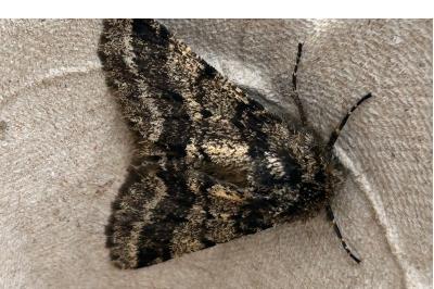 <i>Lycia hirtaria</i>