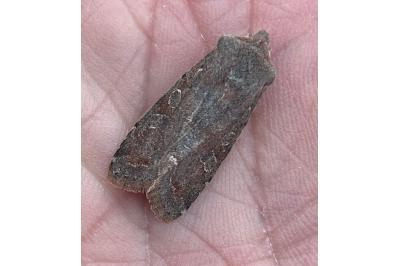 <i>Orthosia incerta</i>