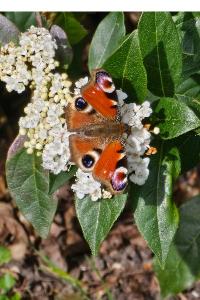 <i>Aglais io</i>