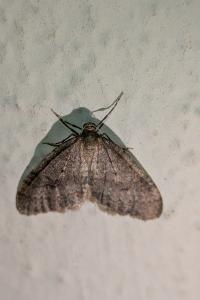<i>Operophtera brumata</i>