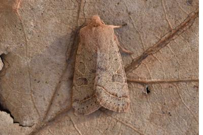 <i>Orthosia cerasi</i>