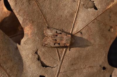 <i>Orthosia gothica</i>