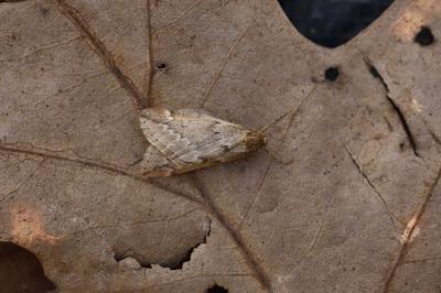 <i>Alsophila aescularia</i>