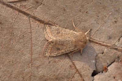 <i>Orthosia cruda</i>