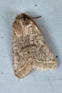 <i>Orthosia cerasi</i>