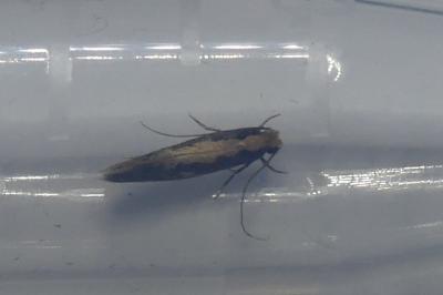 <i>Monopis crocicapitella/obviella</i>