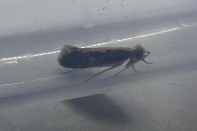 <i>Monopis crocicapitella/obviella</i>