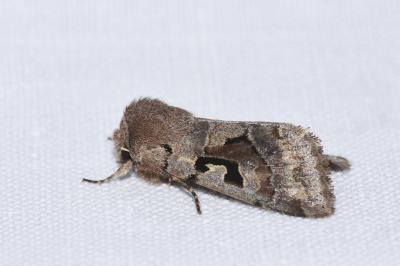 <i>Orthosia gothica</i>