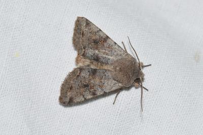 <i>Orthosia incerta</i>