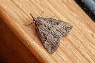 <i>Hypena rostralis</i>