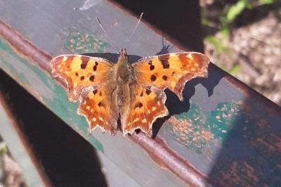 <i>Polygonia c-album</i>