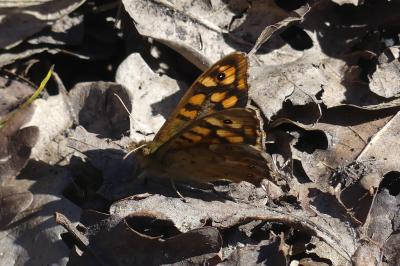 <i>Pararge aegeria</i>