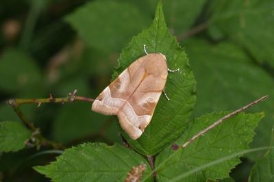 <i>Noctua fimbriata</i>