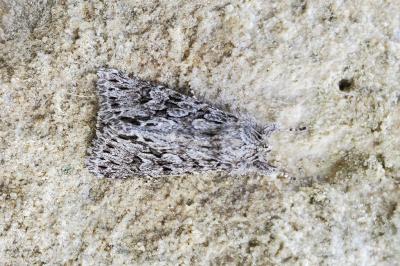 <i>Xylocampa areola</i>