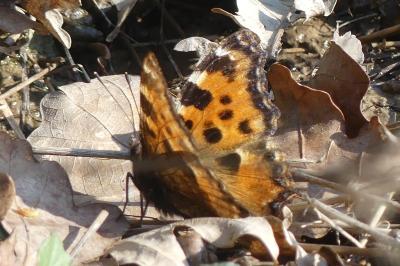<i>Nymphalis polychloros</i>