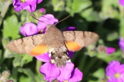 <i>Macroglossum stellatarum</i>