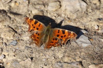 <i>Polygonia c-album</i>