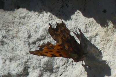 <i>Polygonia c-album</i>