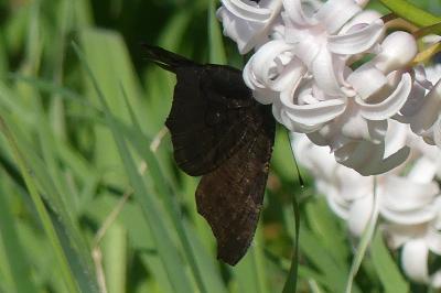 <i>Aglais io</i>