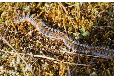 <i>Thaumetopoea pityocampa</i>