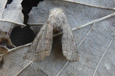 <i>Orthosia cerasi</i>