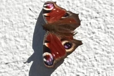 <i>Aglais io</i>