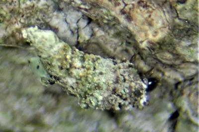 <i>Luffia lapidella</i>