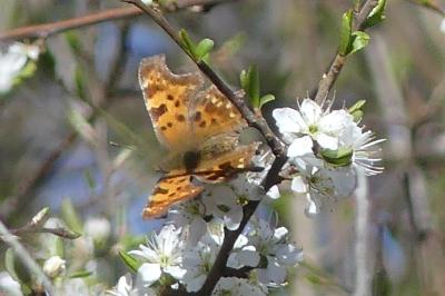 <i>Polygonia c-album</i>