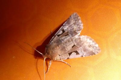 <i>Orthosia gothica</i>