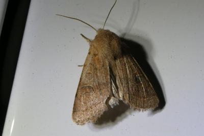 <i>Orthosia cerasi</i>