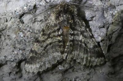 <i>Lycia hirtaria</i>