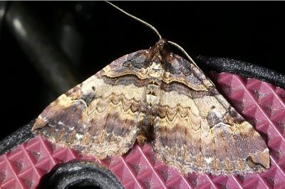 <i>Earophila badiata</i>