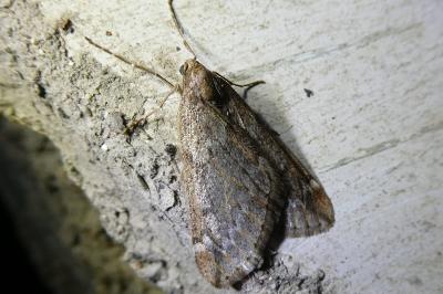 <i>Alsophila aescularia</i>