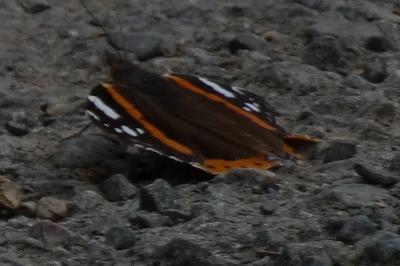 <i>Vanessa atalanta</i>