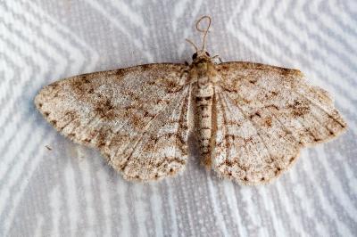 <i>Ectropis crepuscularia</i>