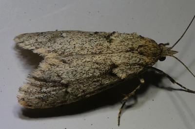 <i>Diurnea fagella</i>