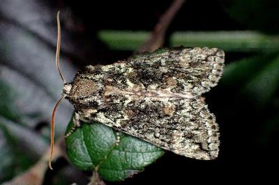 <i>Polyploca ridens</i>