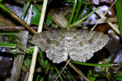 <i>Ectropis crepuscularia</i>