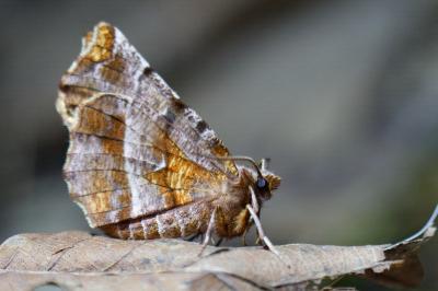 <i>Selenia dentaria</i>